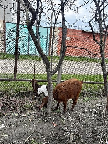 Alpin heleb melezi birinci qarına yanı balalı keçi. Oğlaq erkəkdi lalafo.az -da Alpin heleb melezi birinci qarına yanı balalı keçi. Oğlaq erkəkdi