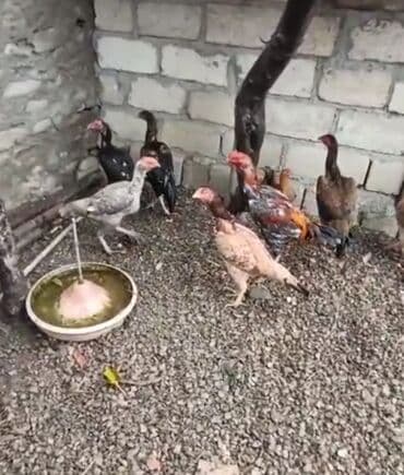 kənd colpası satışı: Heyratı beçə və fərə. Cinsinə qanına tam cavabdehəm. Allah hamının — 2