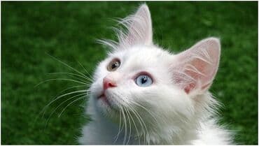 купить собаку в: Турецкая ангора, Самка, Бесплатная доставка — 1