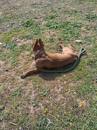 3 il, Erkek lalafo.az -da 3 il, Erkek