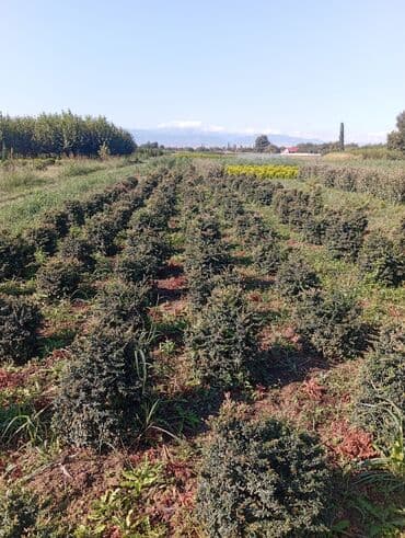 пластмассовый бак для воды купить: Her növ ağaclar ve dekarativ ağaclar çox ucuz ve qarantili gubresiz — 17