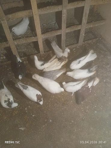 goyerçin: 13 dənə quşdu Sağlamlığına başım kimi cavabdehəm təcili satılır diyə — 3