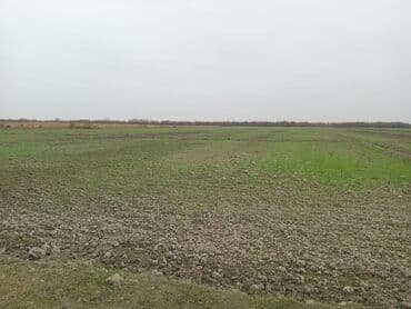 sarayda torpaq satışı: 750 sot, Kənd təsərrüfatı, Kupça (Çıxarış) — 4