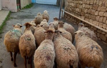 Dana, buzov: Boğaz qoyunlar satlır — 2