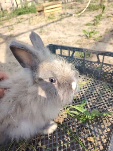 karlik dovşanlar: Ağ tüklü, qəhvəyi ləkəli dovşan - Yumşaq, sıx örtüklü ağ yun — 20