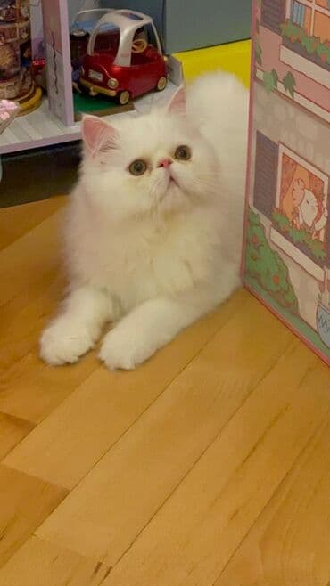 вислоухий кот: Fars, Erkək, Yaxşı əllərə, Pulsuz çatdırılma — 3