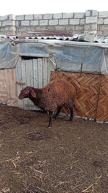 Птицы: Другие животные — 2