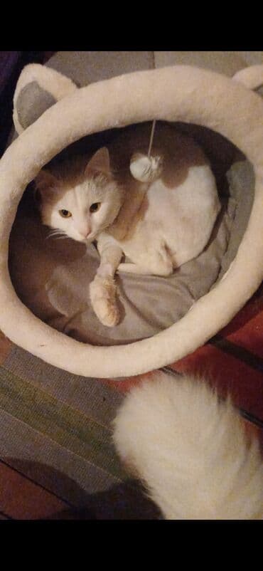 pisik yuvalari: Ünvandan götürmə — 8