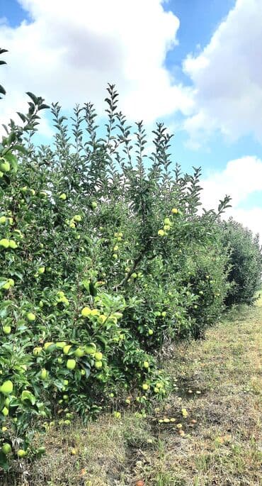 куплю дом в баку: 100 соток, Для сельского хозяйства, Собственник, Купчая — 3
