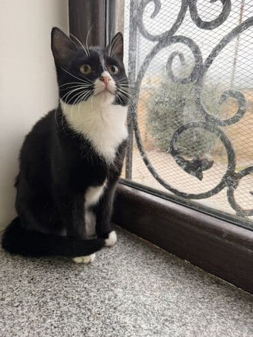 вольер для кота: Самка, В добрые руки — 4