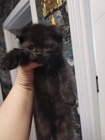 qara pişik: Şotland yastı qulaq — 5