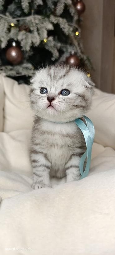 Şotland yastı qulaq