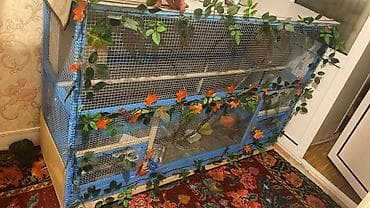 Böyük ölçülü dekorativ quş volyeri/sərgisi - Material: möhkəm taxta