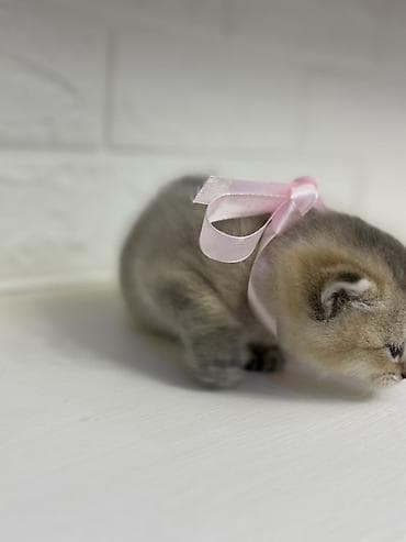 pişik pişik: Britan, Dişi — 7