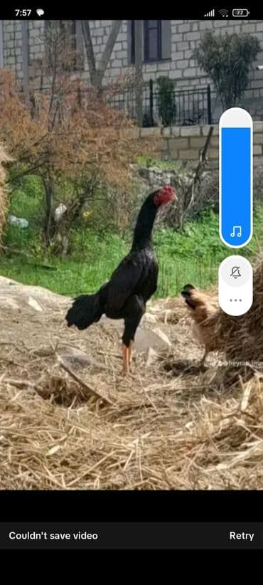 Inəklər, öküzlər: Toyuq, Damazlıq — 1