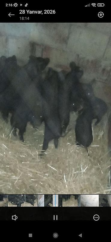 Keçilər, çəpişlər: Məhsul: Qara balaca donuz balaları (quzular) çoşka donuz balası — 4