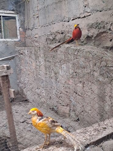Keçi, çəpiş: Qızıl Qırqovul cütü (Golden Pheasant) - Növ: Chrysolophus pictus — 1