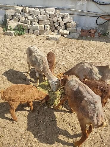 cucə satışı 2023: Ana bala qoyunllardi hazr yunllarda qirxildii diwleri agzndadi cavan — 7