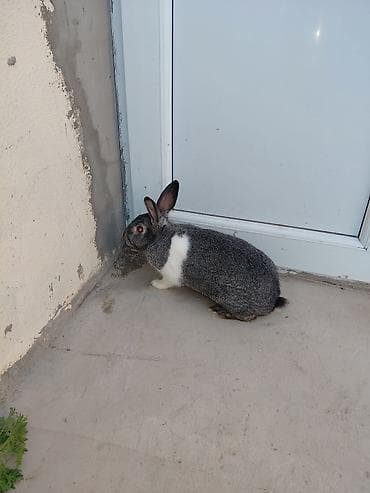 dekorativ dovşan: Məhsul: Ev dovşanları (2 ədəd) 2 dene erkey dovwan hovsandadur biri — 2