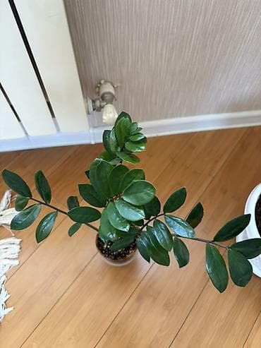yaz gülləri: Zamioculcas zamiifolia (ZZ plant) – dekorativ otaq bitkisi - Parlaq — 2