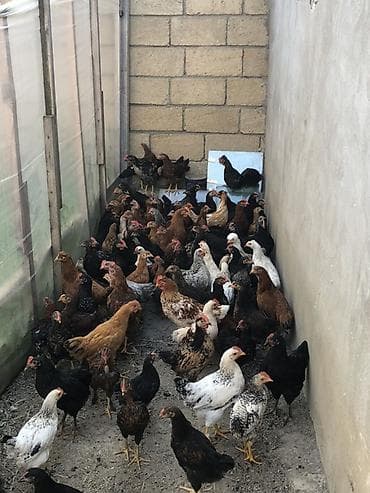 afcarka balasi erkey: Təbii yemlə bəslənən ev toyuqları satılır. Məhsulun xüsusiyyətləri: - — 4