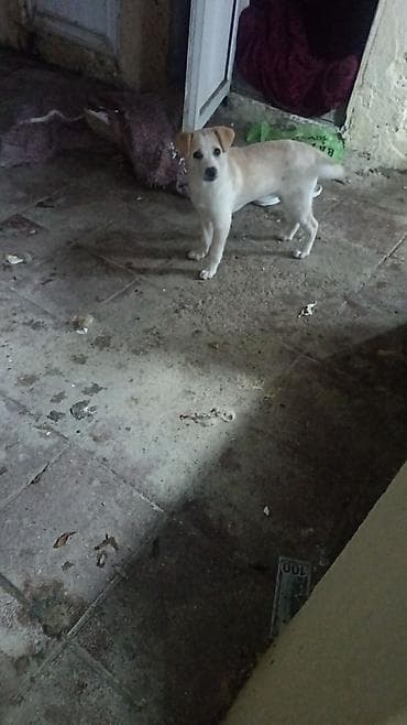 azerbaycanda it adlari: Sevimli balaca it balası - Cins: qarışıq (kiçik–orta ölçülü) - Rəng — 4