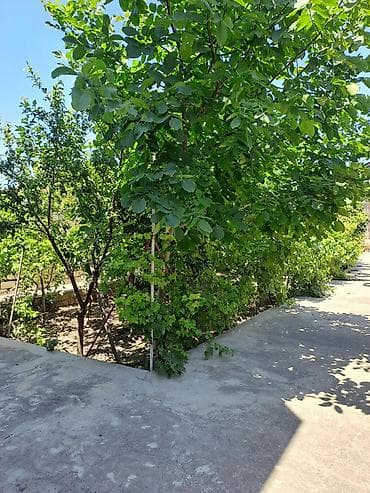 Bağ evlərinin satışı: Bakı, 250 kv. m, 6 otaqlı, Kanalizasiya, Kombi, Qaz — 6