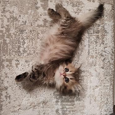 Yumşaq tüklü balaca pişiklər – ev heyvanı axtaranlar üçün ideal seçim! lalafo.az -da Yumşaq tüklü balaca pişiklər – ev heyvanı axtaranlar üçün ideal seçim!