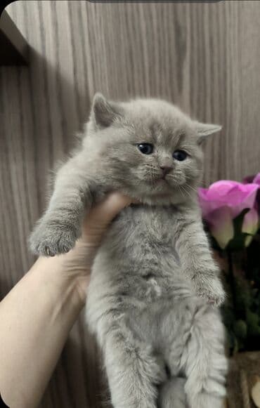 pitbull balaları: Şotland yastı qulaq — 2