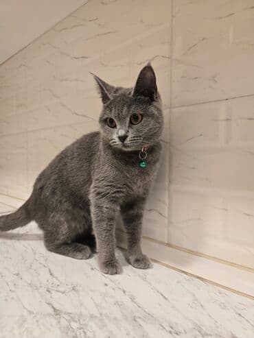 Heyvanlar üçün mallar: Britan — 2