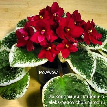 bənövşəyi gül şəkilləri: 5,6 m starter — 6