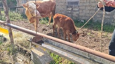 simmental danalarin satisi: Dişi, Simental, il: 3, 800 kq, Südlük, Ünvandan götürmə — 3