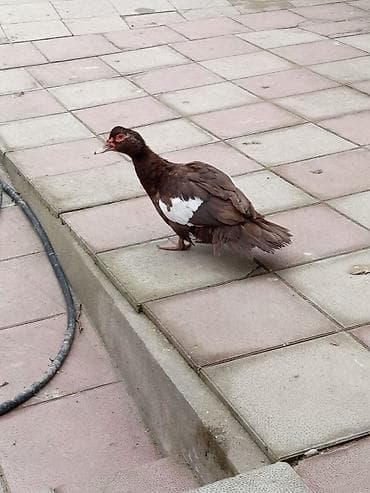 Собаки: Muşkovi ördək (Indoutka) – tünd qəhvəyi lələklər, qanadlarda ağ — 1