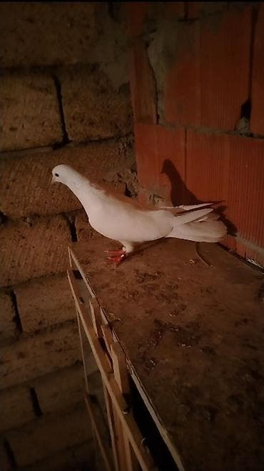 tovuz qusu: 3 şapar 3 şaper tutulub gece dali boz mayadi ayaqinda 2 uzuy var biri — 1