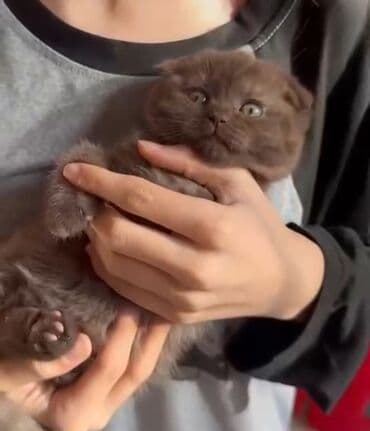 ağ şotland: Şotland — 1