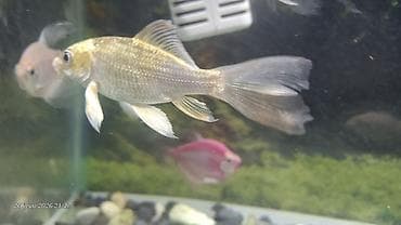 Balıqlar: Tetra balığı, Sülhsevər — 4