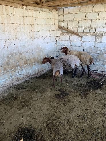 3 baş qoyun satılır istəyən olsa yazsın videosunu atım baxın real at lalafo.az 3 baş qoyun satılır istəyən olsa yazsın videosunu atım baxın real
