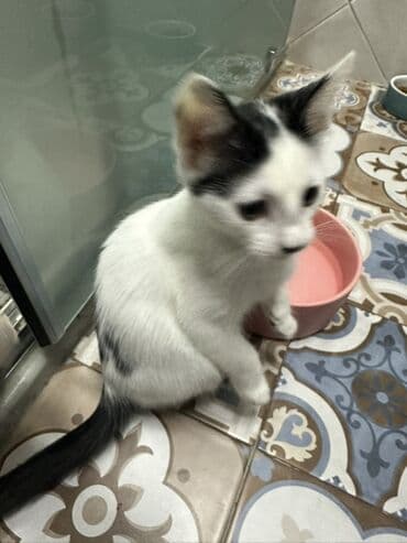 pekines it satisi: Yaxşı əllərə — 4