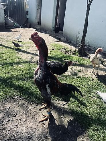 heyratı xoruzu: Təmiz qan heyvanların mayalı yumurtaları satılır. Xoruz təmiz qan — 2