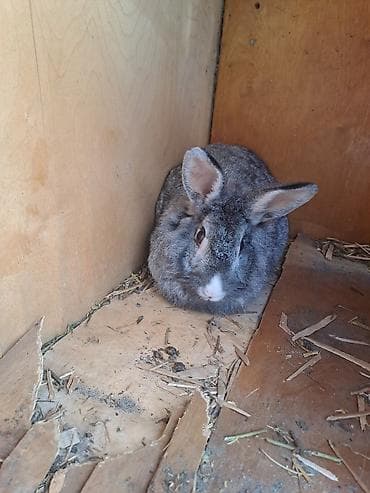 ev dovşan: Diqqət!! qara erkəkdir bir yaşı var fəal heyvandır. ağ erkəkdir 4 — 2
