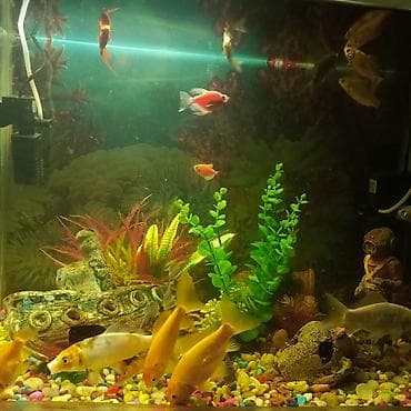 akvarium filter: Dördbucaq akvarium, Balıqlarla birlikdə, 130 l, Ünvandan götürmə — 5