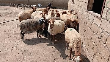 yem satisi: Qoyun sürüsü – ət və damazlıq üçün - Növlər: qarışıq yerli cinslər — 1
