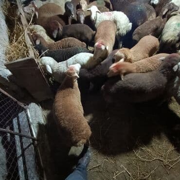 Salam aleyküm saxlamlıq quzularm var satram isdiyen0775431770 elaqe — 8