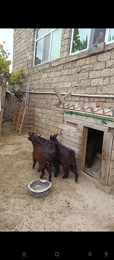 ov iti type 0: Erkəy çepisder hamısı erkeydi — 1