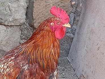 pişik satisi 2020: Salam 9 ayliq xoruzdu tam sağlamdi öz he yetimin heyvandi banliyir — 9