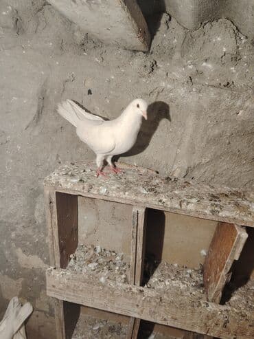 значок хары бюльбюль купить: Salam quşdar 5m dan riyalı alcı narhat etsin — 1