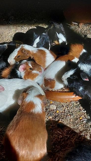 Птицы: Wekilde gorduyunuz Deniz donuzlari satilir saglamliqlarina cavabdexem — 4