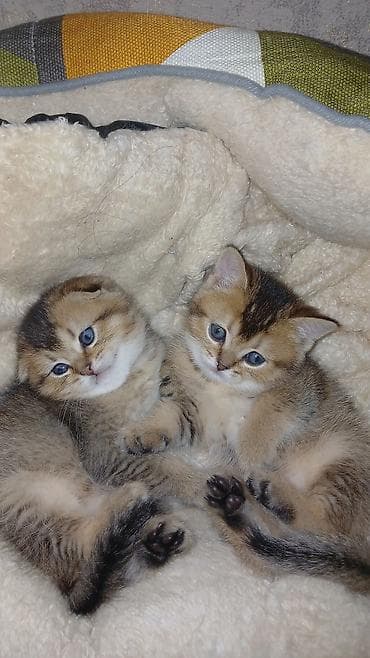 2 ayliq cuceler: Şirin balaca pişiklər wotlant Şinşella martin 20si 3aylari olacag — 1