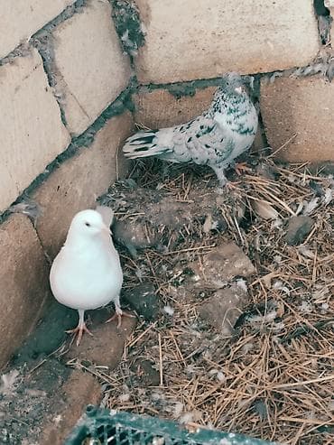 Quşlar: Mətn: Əbrəş erkək və ağ mayası olan hazır cüt göyərçin. Yumurtaya — 4