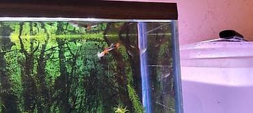 sadiq qusdar: Quppi, Sülhsevər, Ünvandan götürmə — 5